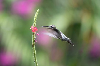 Mavi sinekkuşu Violet Sabrewing güzel kırmızı çiçeğin yanında uçuyor. Teneke kuş ormanda uçar. Kosta Rika 'da vahşi yaşam. Ormanda çiçekten nektar emen iki kuş. Kuş davranışları