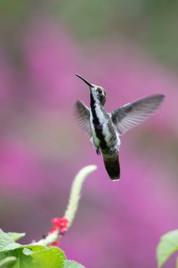 Mavi sinekkuşu Violet Sabrewing güzel kırmızı çiçeğin yanında uçuyor. Teneke kuş ormanda uçar. Kosta Rika 'da vahşi yaşam. Ormanda çiçekten nektar emen iki kuş. Kuş davranışları
