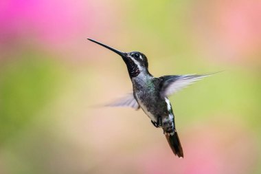 Mavi sinekkuşu Violet Sabrewing güzel kırmızı çiçeğin yanında uçuyor. Teneke kuş ormanda uçar. Kosta Rika 'da vahşi yaşam. Ormanda çiçekten nektar emen iki kuş. Kuş davranışları