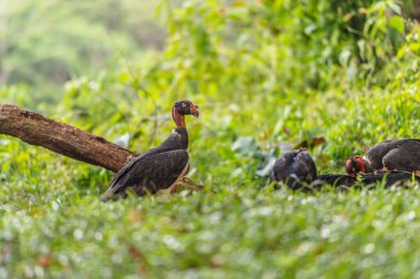 Kral akbaba, Sarcoramphus baba, Orta ve Güney Amerika 'da büyük bir kuş bulundu. Uçan kuş, arka planda orman. Tropik doğadan vahşi yaşam sahnesi. Kızıl saçlı kuş. Açık kanatlı Akbaba, Panama