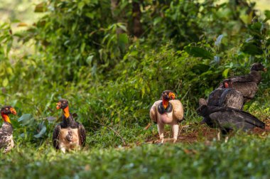 Kral akbaba, Sarcoramphus baba, Orta ve Güney Amerika 'da büyük bir kuş bulundu. Uçan kuş, arka planda orman. Tropik doğadan vahşi yaşam sahnesi. Kızıl saçlı kuş. Açık kanatlı Akbaba, Panama