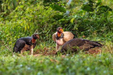 Kral akbaba, Sarcoramphus baba, Orta ve Güney Amerika 'da büyük bir kuş bulundu. Uçan kuş, arka planda orman. Tropik doğadan vahşi yaşam sahnesi. Kızıl saçlı kuş. Açık kanatlı Akbaba, Panama