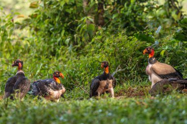 Kral akbaba, Sarcoramphus baba, Orta ve Güney Amerika 'da büyük bir kuş bulundu. Uçan kuş, arka planda orman. Tropik doğadan vahşi yaşam sahnesi. Kızıl saçlı kuş. Açık kanatlı Akbaba, Panama