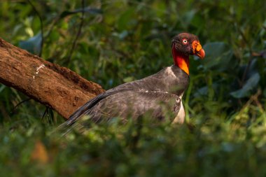 Kral akbaba, Sarcoramphus baba, Orta ve Güney Amerika 'da büyük bir kuş bulundu. Uçan kuş, arka planda orman. Tropik doğadan vahşi yaşam sahnesi. Kızıl saçlı kuş. Açık kanatlı Akbaba, Panama