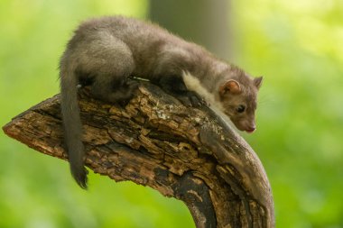 Kaya kestanesi, Martes foina, açık yeşil arkaplan. Kayın ağacı, orman hayvanının detaylı portresi. Ormandaki güzel yeşil yosun taşının üzerinde oturan küçük yırtıcı hayvan. Vahşi yaşam sahnesi, Fransa