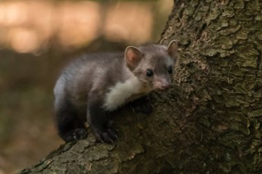 Kaya kestanesi, Martes foina, açık yeşil arkaplan. Kayın ağacı, orman hayvanının detaylı portresi. Ormandaki güzel yeşil yosun taşının üzerinde oturan küçük yırtıcı hayvan. Vahşi yaşam sahnesi, Fransa