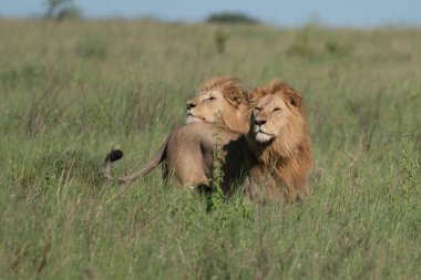 Panthera Leo Büyük Aslan Savannah çimlerinde yatıyor. Ovalarda karakteristik ağaçlar ve arka planda tepeler olan manzara.