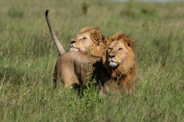 Panthera Leo Büyük Aslan Savannah çimlerinde yatıyor. Ovalarda karakteristik ağaçlar ve arka planda tepeler olan manzara.