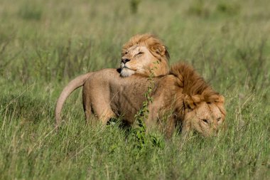 Panthera Leo Büyük Aslan Savannah çimlerinde yatıyor. Ovalarda karakteristik ağaçlar ve arka planda tepeler olan manzara.
