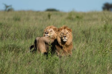 Panthera Leo Büyük Aslan Savannah çimlerinde yatıyor. Ovalarda karakteristik ağaçlar ve arka planda tepeler olan manzara.