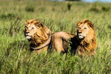 Panthera Leo Büyük Aslan Savannah çimlerinde yatıyor. Ovalarda karakteristik ağaçlar ve arka planda tepeler olan manzara.