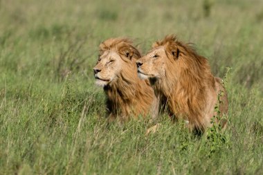 Panthera Leo Büyük Aslan Savannah çimlerinde yatıyor. Ovalarda karakteristik ağaçlar ve arka planda tepeler olan manzara.