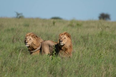 Panthera Leo Büyük Aslan Savannah çimlerinde yatıyor. Ovalarda karakteristik ağaçlar ve arka planda tepeler olan manzara.
