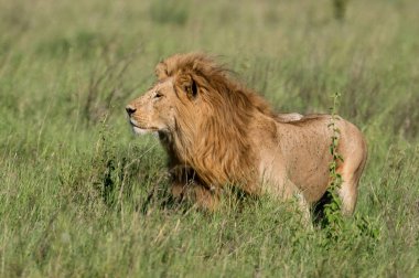 Panthera Leo Büyük Aslan Savannah çimlerinde yatıyor. Ovalarda karakteristik ağaçlar ve arka planda tepeler olan manzara.
