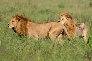 Panthera Leo Büyük Aslan Savannah çimlerinde yatıyor. Ovalarda karakteristik ağaçlar ve arka planda tepeler olan manzara.