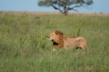 Panthera Leo Büyük Aslan Savannah çimlerinde yatıyor. Ovalarda karakteristik ağaçlar ve arka planda tepeler olan manzara.
