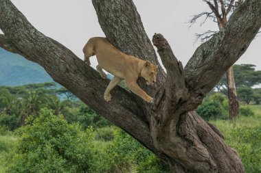 Panthera Leo Büyük Aslan Savannah çimlerinde yatıyor. Ovalarda karakteristik ağaçlar ve arka planda tepeler olan manzara.