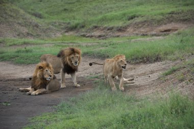 Panthera Leo Büyük Aslan Savannah çimlerinde yatıyor. Ovalarda karakteristik ağaçlar ve arka planda tepeler olan manzara.