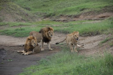 Panthera Leo Büyük Aslan Savannah çimlerinde yatıyor. Ovalarda karakteristik ağaçlar ve arka planda tepeler olan manzara.