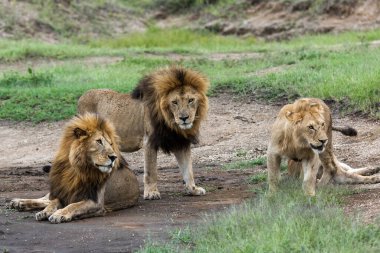 Panthera Leo Büyük Aslan Savannah çimlerinde yatıyor. Ovalarda karakteristik ağaçlar ve arka planda tepeler olan manzara.