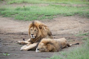 Panthera Leo Büyük Aslan Savannah çimlerinde yatıyor. Ovalarda karakteristik ağaçlar ve arka planda tepeler olan manzara.