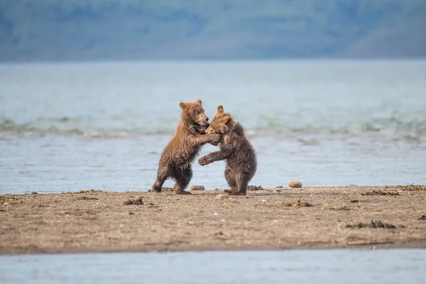 Gobernando Paisaje Osos Pardos Kamchatka Ursus Arctos Beringianus —  Fotos de Stock