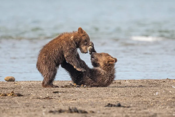 Governando Paisagem Ursos Pardos Kamchatka Ursus Arctos Beringianus — Fotografia de Stock