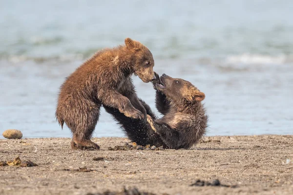 Het Landschap Regeren Bruine Beren Van Kamchatka Ursus Arctos Beringianus — Stockfoto