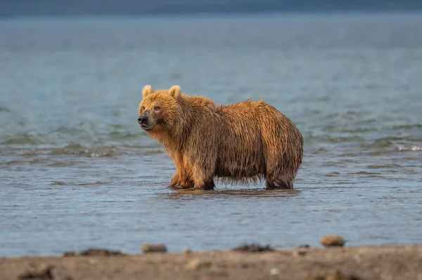 Gobernando Paisaje Osos Pardos Kamchatka Ursus Arctos Beringianus —  Fotos de Stock