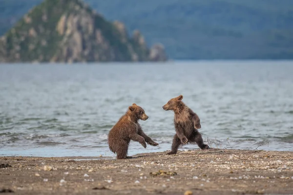 Gobernando Paisaje Osos Pardos Kamchatka Ursus Arctos Beringianus —  Fotos de Stock