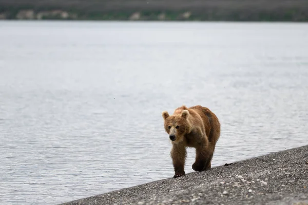 Gobernando Paisaje Osos Pardos Kamchatka Ursus Arctos Beringianus —  Fotos de Stock