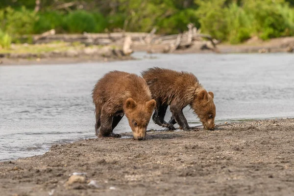 Het Landschap Regeren Bruine Beren Van Kamchatka Ursus Arctos Beringianus — Stockfoto