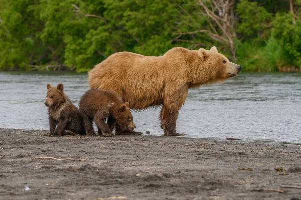 캄차카에 서식하는 Ursus Arctos Beringianus — 스톡 사진