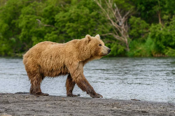 캄차카에 서식하는 Ursus Arctos Beringianus — 스톡 사진