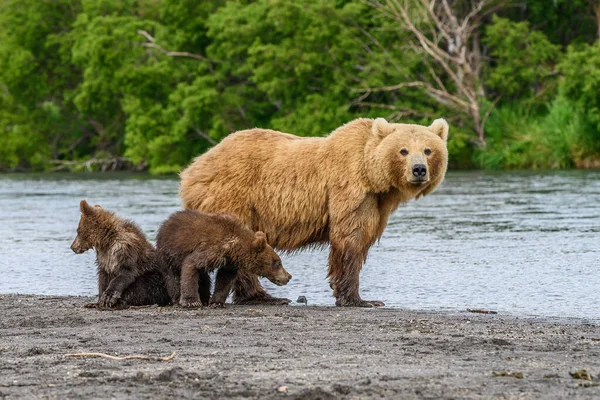 캄차카에 서식하는 Ursus Arctos Beringianus — 스톡 사진