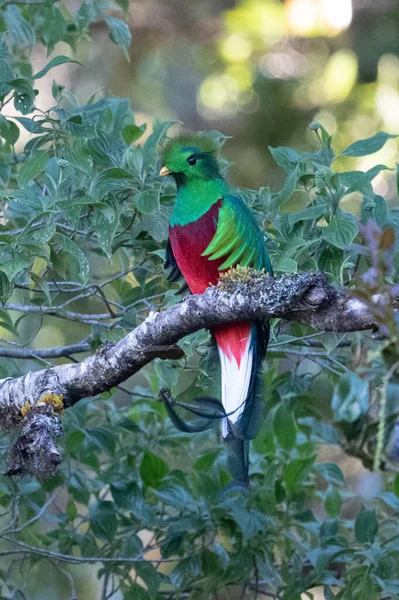 Flygande Prakt Quetzal Pharomachrus Mocinno Savegre Costa Rica Med Grön — Stockfoto