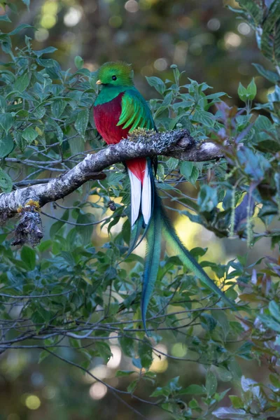 Flying Resplendent Quetzal Pharomachrus Mocinno Savegre Коста Риці Зеленим Фоном — стокове фото