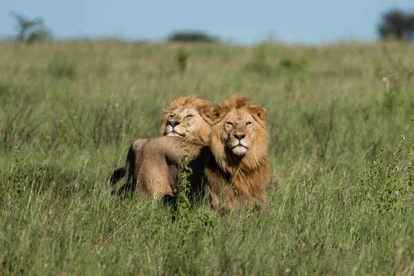 Panthera Leo Büyük Aslan Savannah çimlerinde yatıyor. Ovalarda karakteristik ağaçlar ve arka planda tepeler olan manzara.