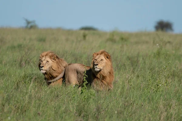 Panthera Leo Büyük Aslan Savannah çimlerinde yatıyor. Ovalarda karakteristik ağaçlar ve arka planda tepeler olan manzara.