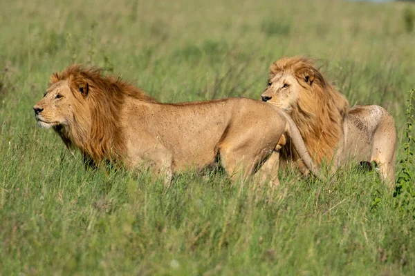 Panthera Leo Büyük Aslan Savannah çimlerinde yatıyor. Ovalarda karakteristik ağaçlar ve arka planda tepeler olan manzara.