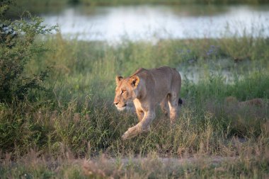 Masai Mara 'nın altın çimlerinde Güzel Aslan Sezar, Kenya Panthera Leo.
