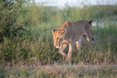 Masai Mara 'nın altın çimlerinde Güzel Aslan Sezar, Kenya Panthera Leo.