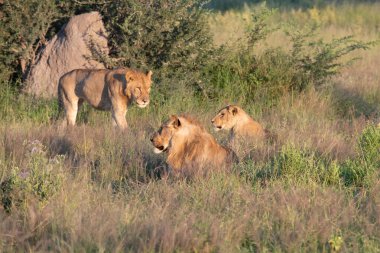 Masai Mara 'nın altın çimlerinde Güzel Aslan Sezar, Kenya Panthera Leo.