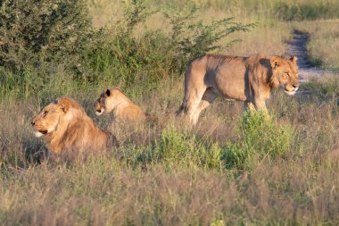 Masai Mara 'nın altın çimlerinde Güzel Aslan Sezar, Kenya Panthera Leo.