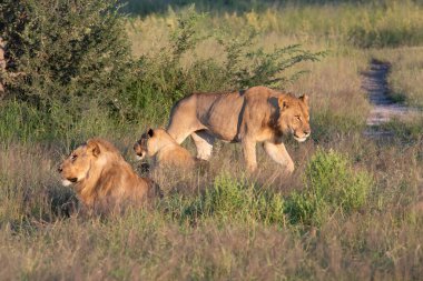 Masai Mara 'nın altın çimlerinde Güzel Aslan Sezar, Kenya Panthera Leo.