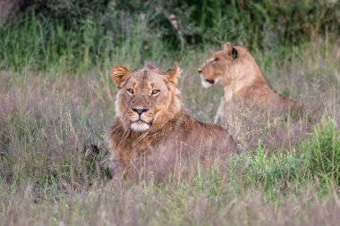 Masai Mara 'nın altın çimlerinde Güzel Aslan Sezar, Kenya Panthera Leo.