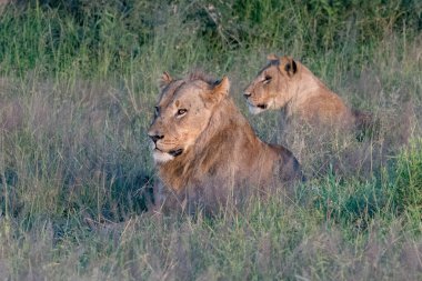 Masai Mara 'nın altın çimlerinde Güzel Aslan Sezar, Kenya Panthera Leo.