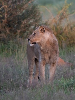 Masai Mara 'nın altın çimlerinde Güzel Aslan Sezar, Kenya Panthera Leo.