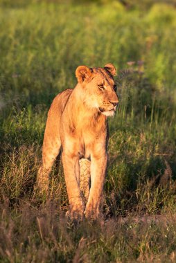 Masai Mara 'nın altın çimlerinde Güzel Aslan Sezar, Kenya Panthera Leo.