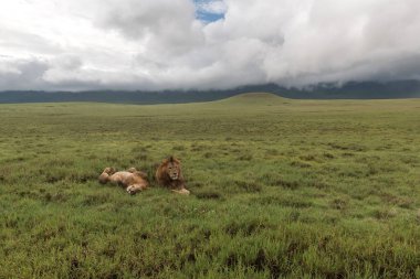 Panthera Leo Büyük Aslan Savannah çimlerinde yatıyor. Ovalarda karakteristik ağaçlar ve arka planda tepeler olan manzara.